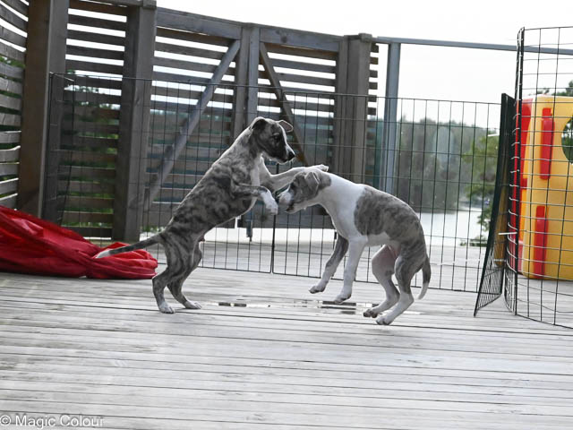 Kennel Magic Colour whippet
