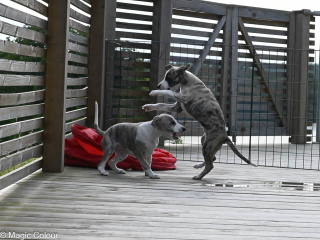 Kennel Magic Colour whippet