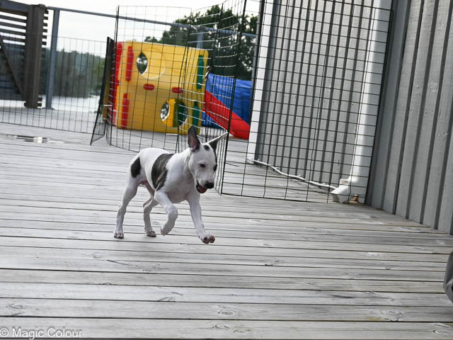 Kennel Magic Colour whippet
