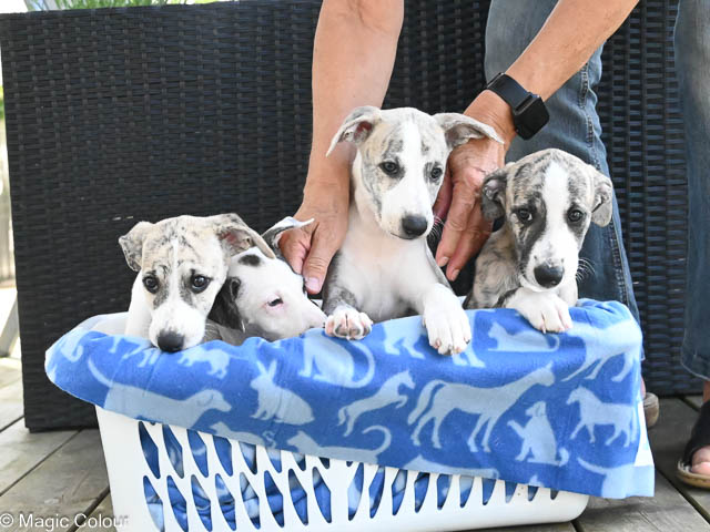 Kennel Magic Colour whippet