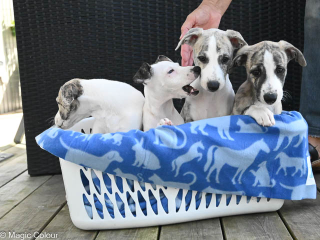 Kennel Magic Colour whippet