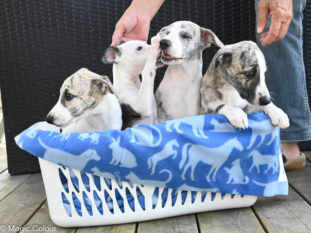 Kennel Magic Colour whippet
