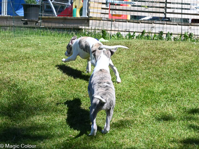 Kennel Magic Colour whippet