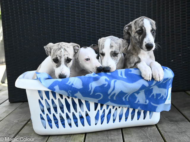 Kennel Magic Colour whippet