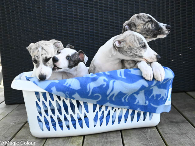 Kennel Magic Colour whippet