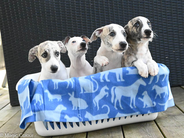 Kennel Magic Colour whippet