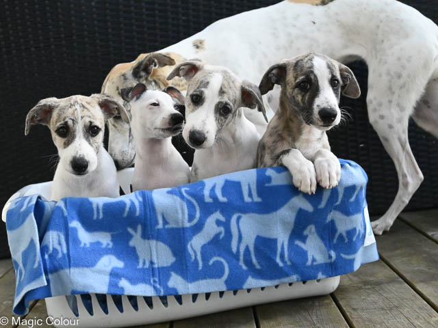 Kennel Magic Colour whippet