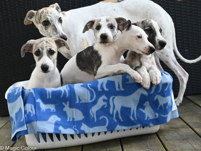 Kennel Magic Colour whippet