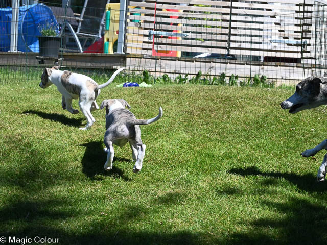 Kennel Magic Colour whippet