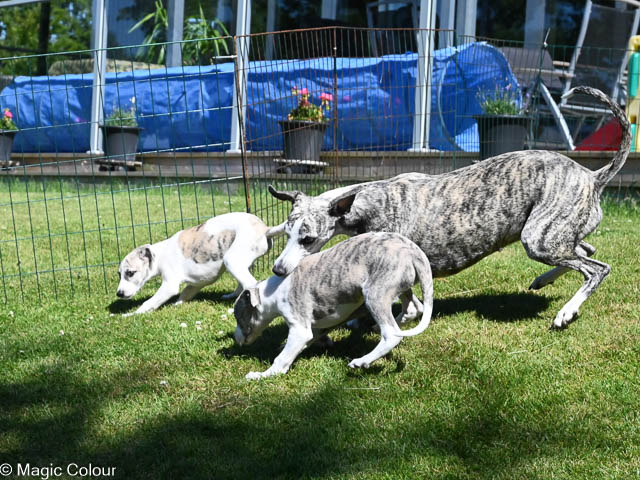 Kennel Magic Colour whippet