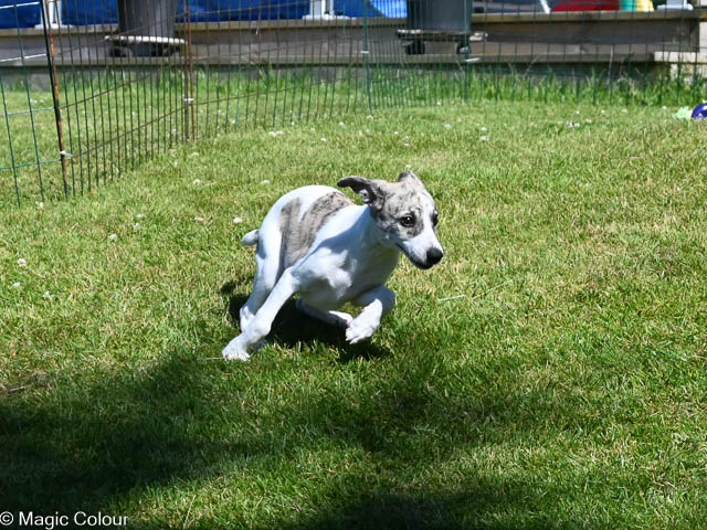 Kennel Magic Colour whippet