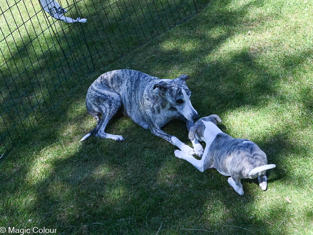 Kennel Magic Colour whippet