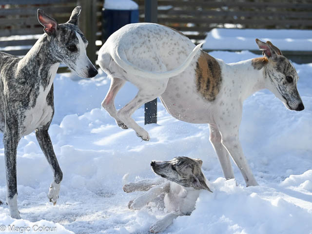 Kennel Magic Colour whippet