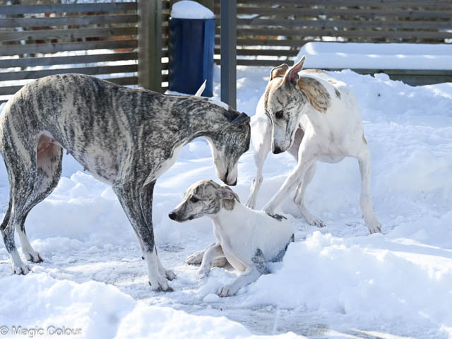 Kennel Magic Colour whippet