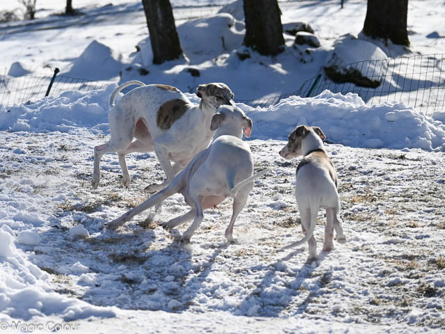 Kennel Magic Colour whippet