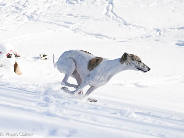 Kennel Magic Colour whippet