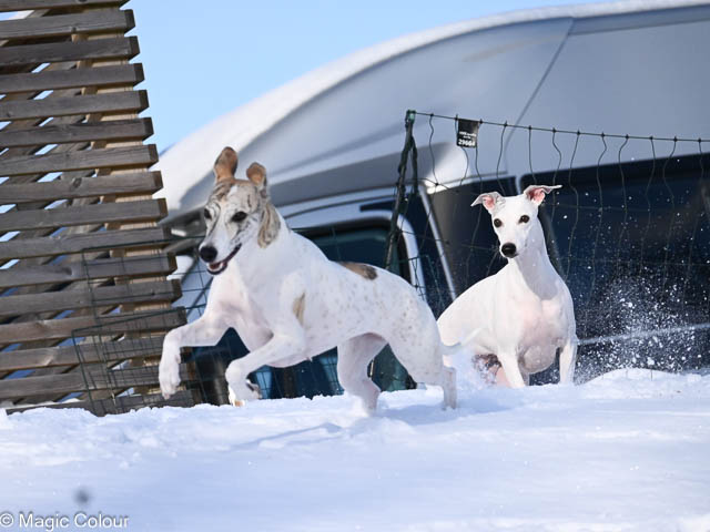 Kennel Magic Colour whippet
