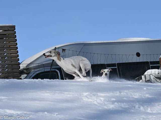 Kennel Magic Colour whippet