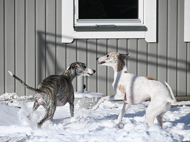 Kennel Magic Colour whippet