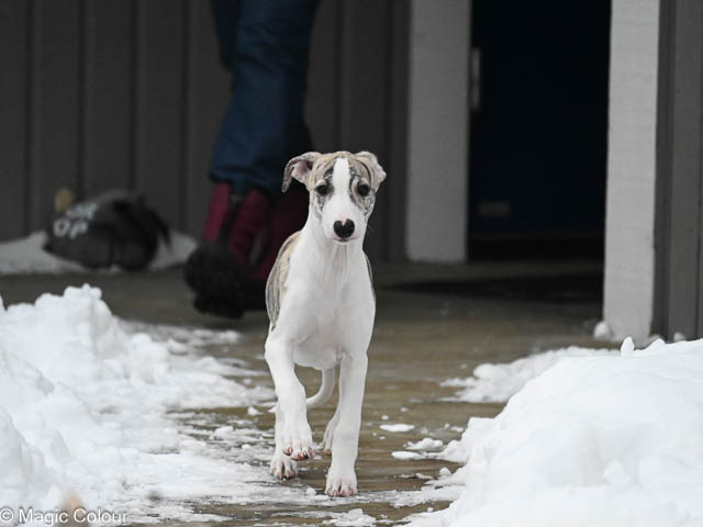 Kennel Magic Colour whippet
