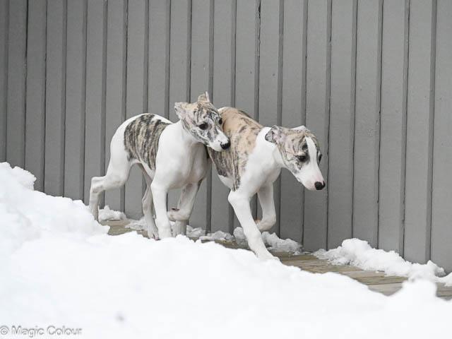 Kennel Magic Colour whippet