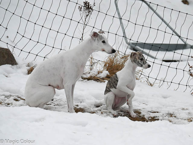 Kennel Magic Colour whippet