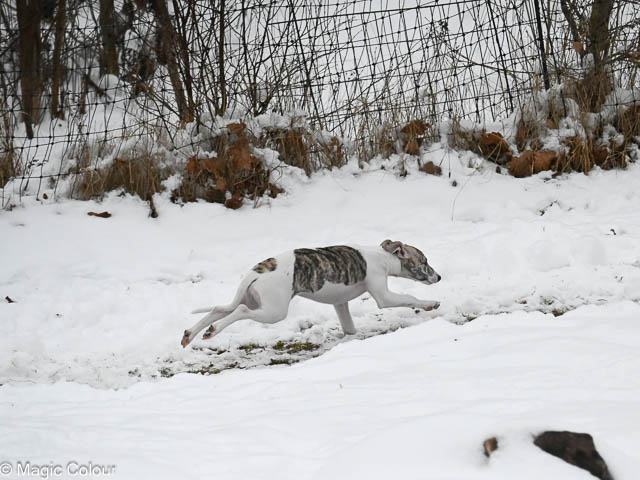 Kennel Magic Colour whippet
