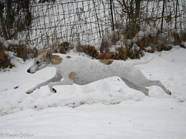 Kennel Magic Colour whippet