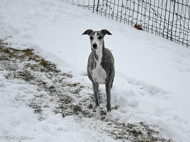 Kennel Magic Colour whippet