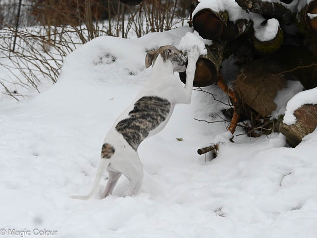 Kennel Magic Colour whippet