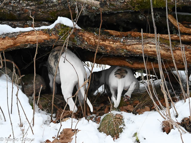 Kennel Magic Colour whippet