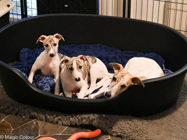 Kennel Magic Colour whippet