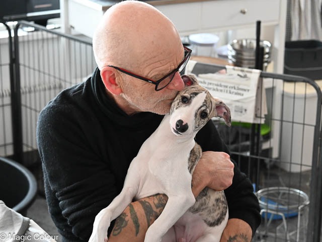 Kennel Magic Colour whippet