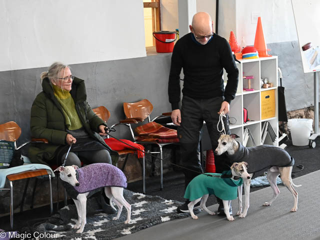 Kennel Magic Colour whippet