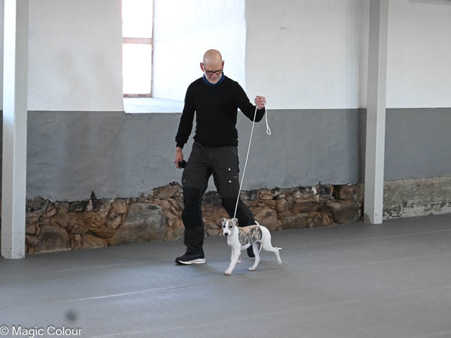 Kennel Magic Colour whippet