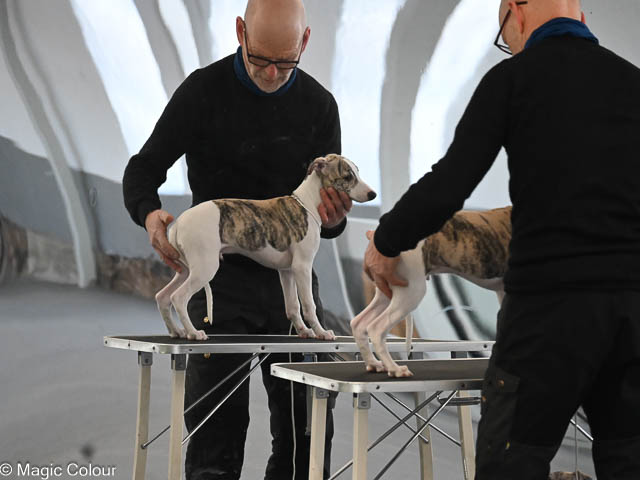 Kennel Magic Colour whippet