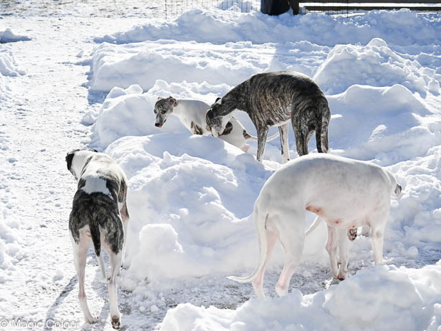 Kennel Magic Colour whippet