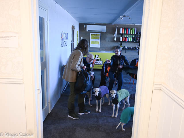 Kennel Magic Colour whippet