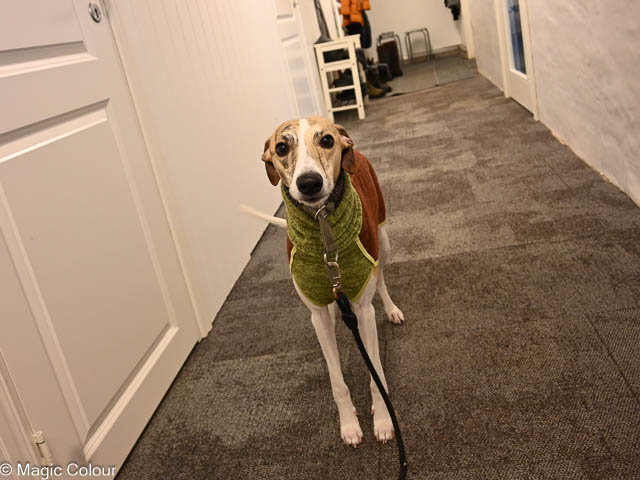 Kennel Magic Colour whippet