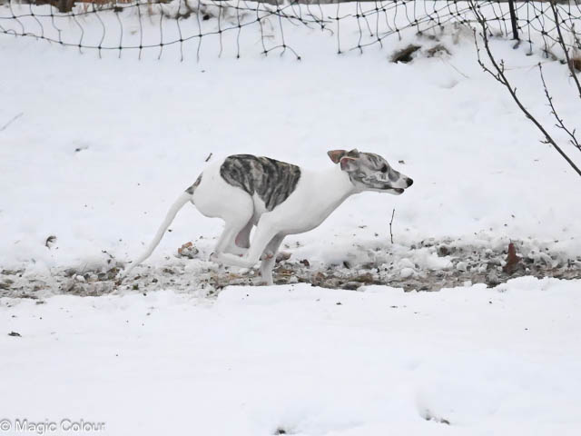 Kennel Magic Colour whippet
