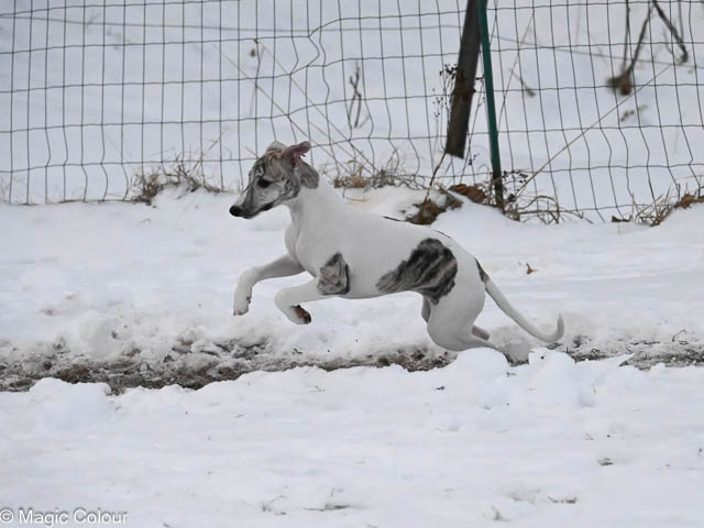 Kennel Magic Colour whippet