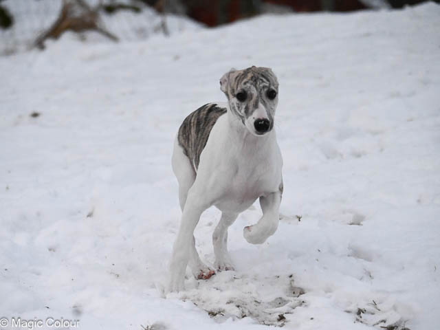 Kennel Magic Colour whippet