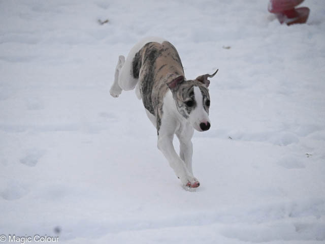 Kennel Magic Colour whippet