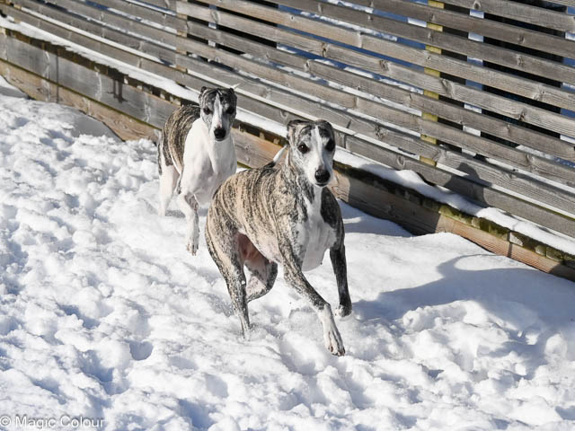 Kennel Magic Colour whippet