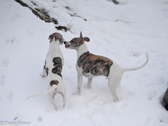 Kennel Magic Colour whippet
