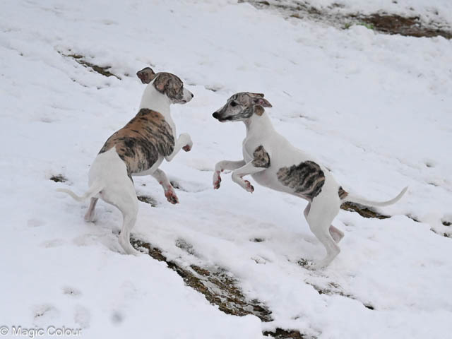 Kennel Magic Colour whippet