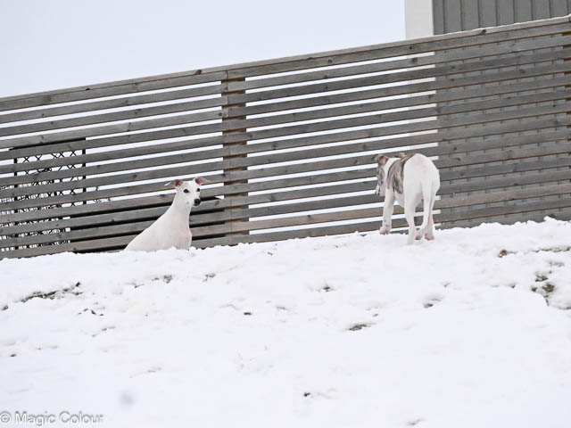 Kennel Magic Colour whippet