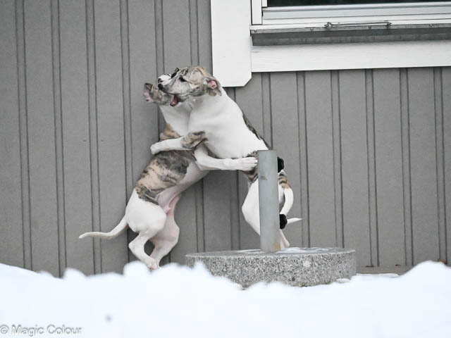 Kennel Magic Colour whippet