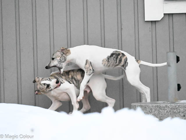 Kennel Magic Colour whippet