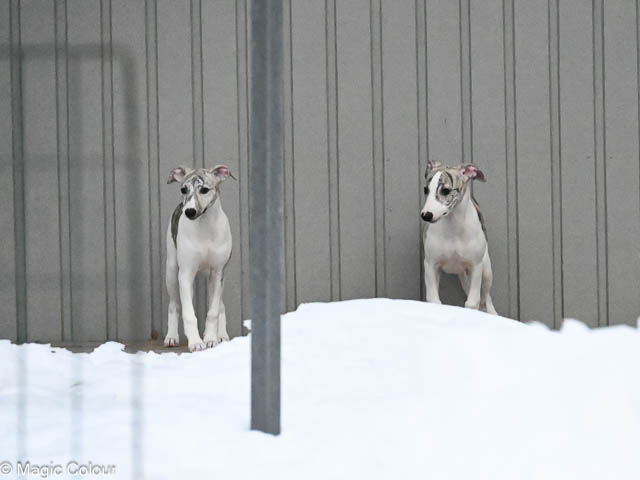 Kennel Magic Colour whippet